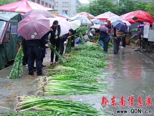 劍河菖蒲、艾草熱銷(圖)
