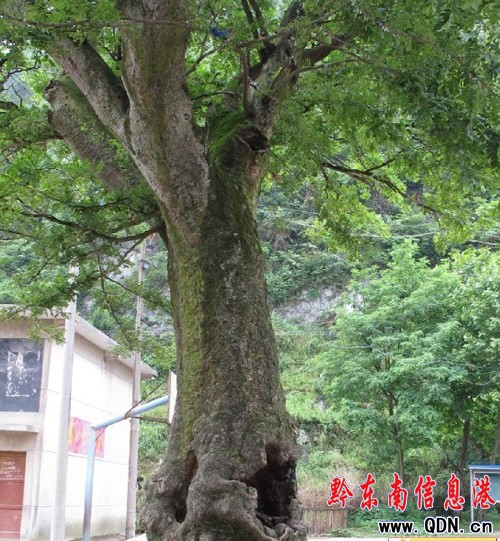 ��ɬF(xi��n)���� ��֦ï�糣���D��