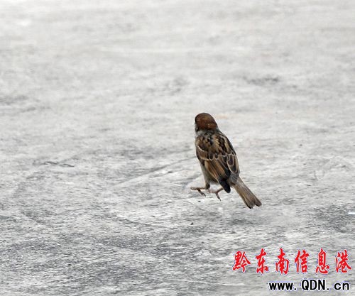 ���eҒʳ �(zh��n)������ �@ֻ�B�������ˣ��D��