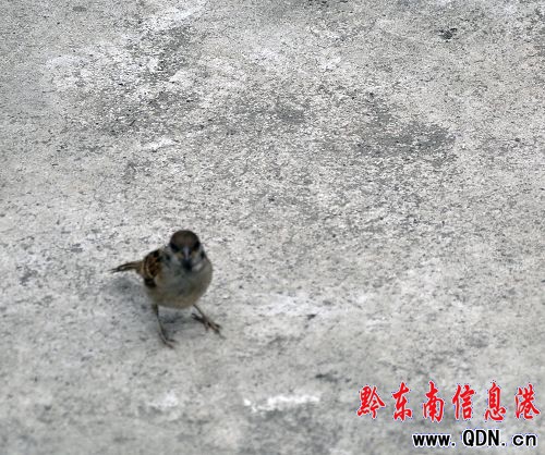 ���eҒʳ �(zh��n)������ �@ֻ�B�������ˣ��D��