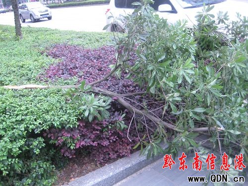 這里的楊梅很受傷——請愛護(hù)我們的綠化帶(圖)