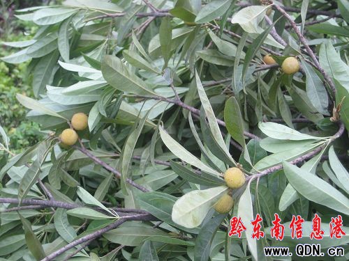 這里的楊梅很受傷——請愛護(hù)我們的綠化帶(圖)