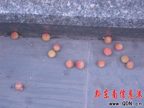 這里的楊梅很受傷——請愛護(hù)我們的綠化帶(圖)