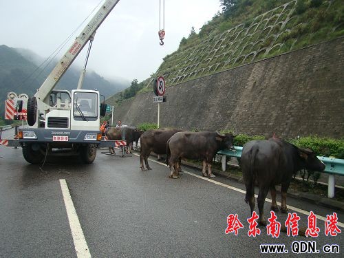 滬昆高速運牛貨車側翻 6頭牛狠狠吃了