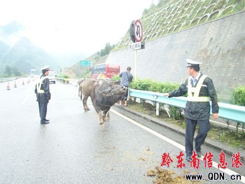 滬昆高速運牛貨車側翻 6頭牛狠狠吃了