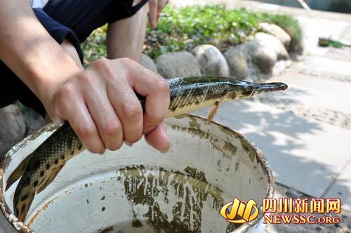 四川宜賓發(fā)現(xiàn)兇猛食肉魚 專家建議就地深埋
