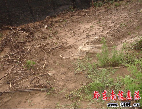 黃平金銀花苗圃基地慘遭暴雨襲擊(組圖)