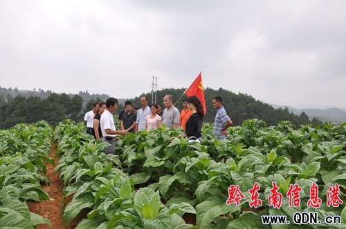 入黨第一天:天柱侗族新黨員走在希望的田野上