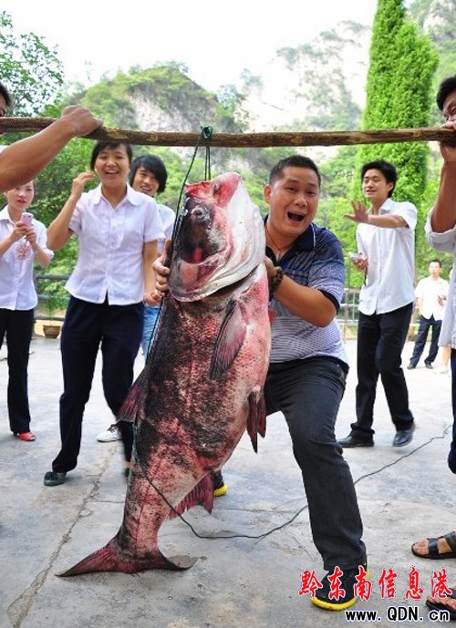 氵舞陽河驚現1.5米長的花鰱魚 已有30年未見