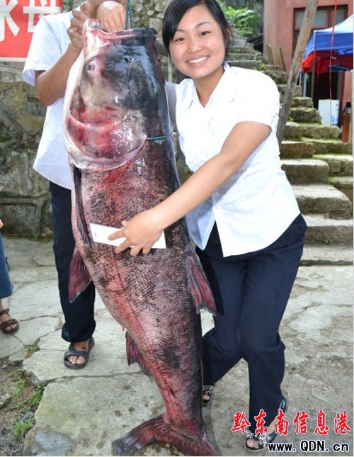 氵舞陽河驚現1.5米長的花鰱魚 已有30年未見