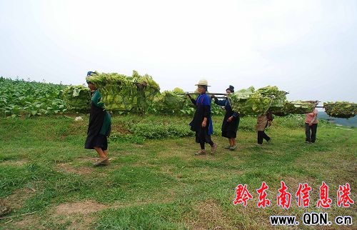 丹寨縣:烤煙大豐收 苗家煙農樂(圖)