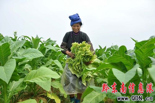 丹寨縣:烤煙大豐收 苗家煙農樂(圖)