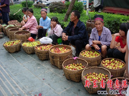 劍河李子熟了 當地農民笑迎四方賓客(圖)