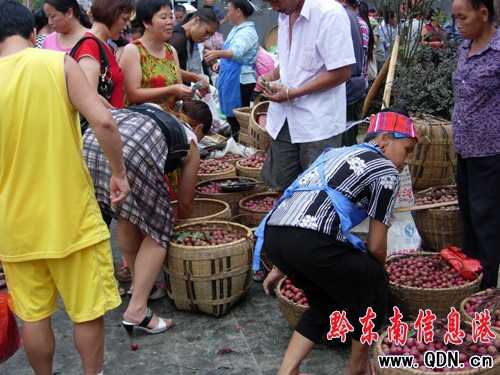 劍河李子熟了 當地農民笑迎四方賓客(圖)