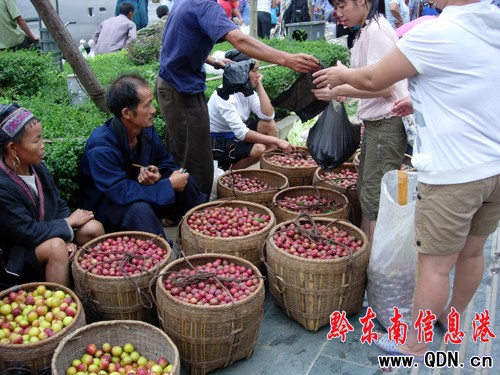 劍河李子熟了 當地農民笑迎四方賓客(圖)