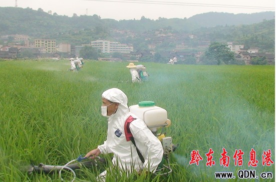 高溫高濕氣候 水稻病蟲害防治工作積極開展