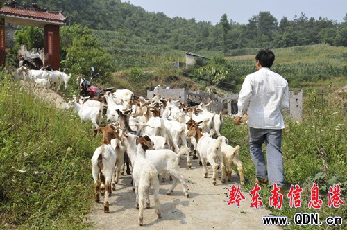 岑鞏縣殘疾青年王翔帶領村民“發羊財”(圖)