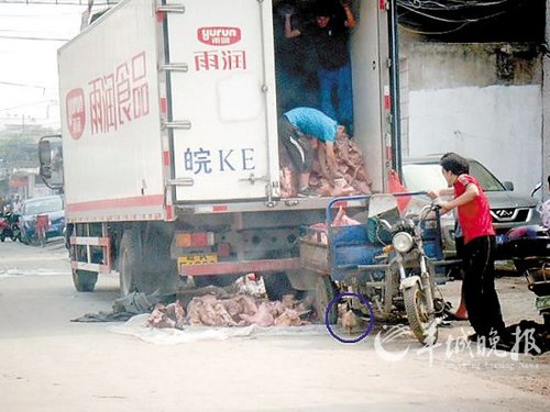 雨潤被指35℃下裸運“保鮮肉” 稱責任在物流