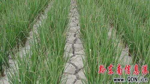 州人大副主任到錦屏縣調(diào)研旱情(圖)