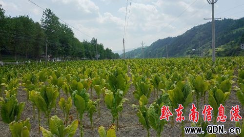 持續晴熱高溫天氣影響 三穗遇高溫干旱(組圖)