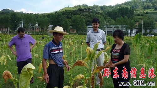 持續晴熱高溫天氣影響 三穗遇高溫干旱(組圖)