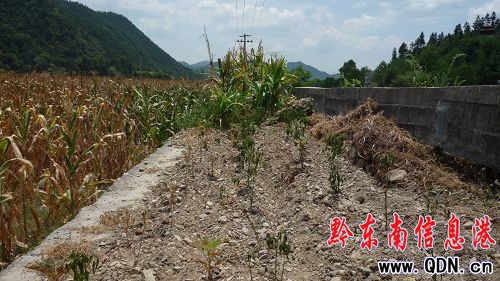 持續晴熱高溫天氣影響 三穗遇高溫干旱(組圖)