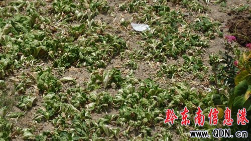 持續晴熱高溫天氣影響 三穗遇高溫干旱(組圖)