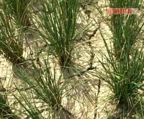 從江:16萬畝農(nóng)作物受災(zāi) 旱情告急(圖)