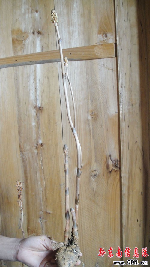 雷公山上覓奇特天麻 四苗一株顯珍貴(圖)