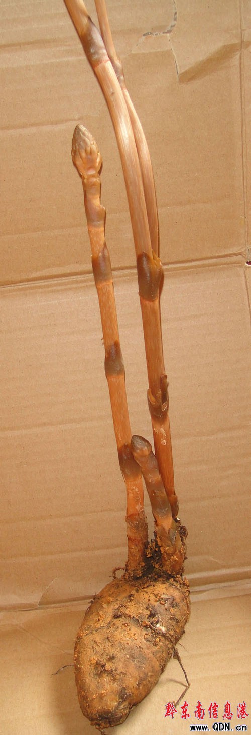 雷公山上覓奇特天麻 四苗一株顯珍貴(圖)