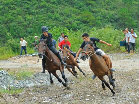 凱里苗寨賽馬斗牛鬧“吃新” (組圖)
