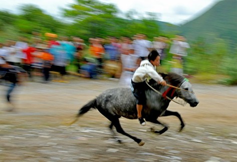 凱里苗寨賽馬斗牛鬧“吃新” (組圖)