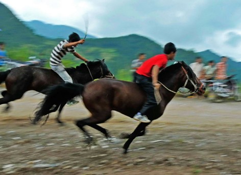 凱里苗寨賽馬斗牛鬧“吃新” (組圖)