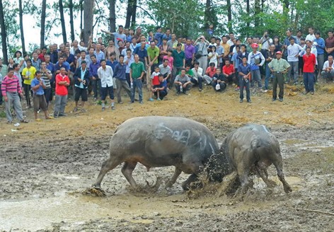 凱里苗寨賽馬斗牛鬧“吃新” (組圖)