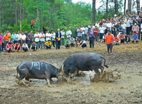 凱里苗寨賽馬斗牛鬧“吃新” (組圖)