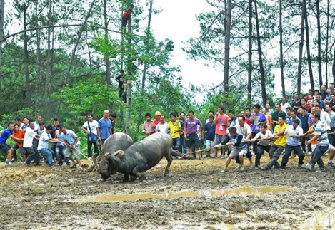 凱里苗寨賽馬斗牛鬧“吃新” (組圖)