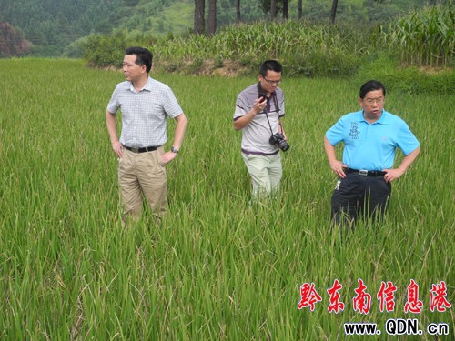 州人大主任羅亮權到銅鼓鎮調研旱情(圖)