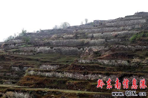 黔東南:梯田文化意義巨大 可列為文物予以保護(hù)