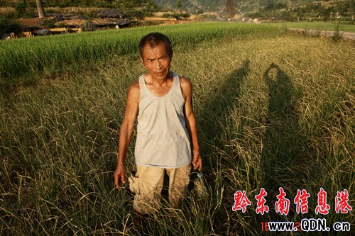 臺江受高溫天氣影響旱情嚴重(組圖)