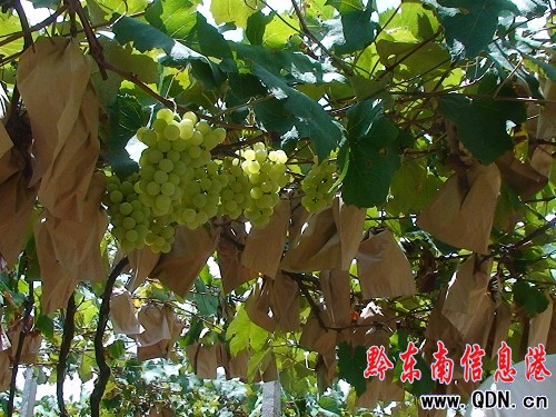 凱里葡萄補助二期工程兌現會在大風洞鄉召開