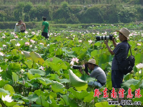 凱里舟溪:荷花開得正艷時(組圖)