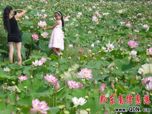 凱里舟溪:荷花開得正艷時(組圖)