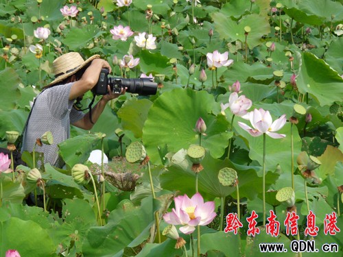 凱里舟溪:荷花開得正艷時(組圖)