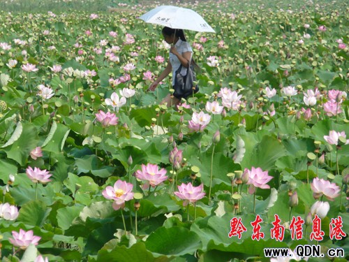 凱里舟溪:荷花開得正艷時(組圖)