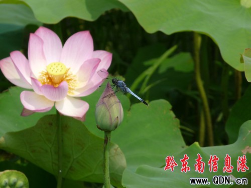 �P����Ϫ���ɻ��_�����G�r(sh��)���M�D��