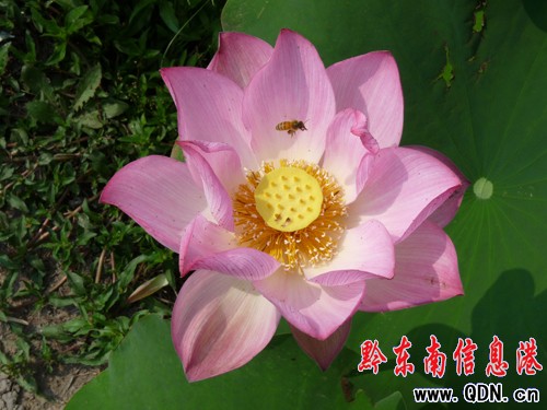 �P����Ϫ���ɻ��_�����G�r(sh��)���M�D��