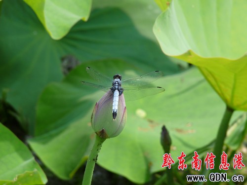 �P����Ϫ���ɻ��_�����G�r(sh��)���M�D��