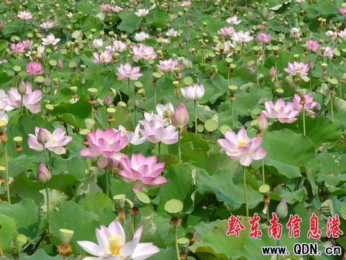 �P����Ϫ���ɻ��_�����G�r(sh��)���M�D��