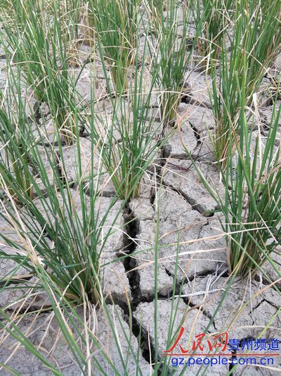 麻江旱情嚴(yán)峻 抗擊天災(zāi)百姓不放棄(圖)