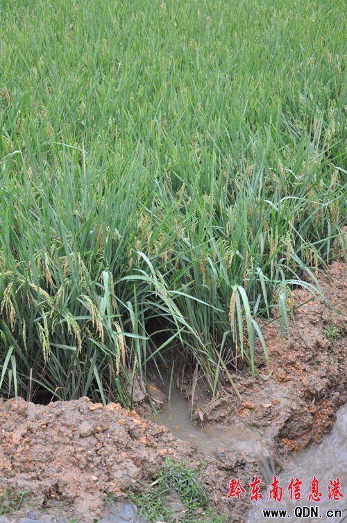 天柱縣降下全省最大雨量(組圖)